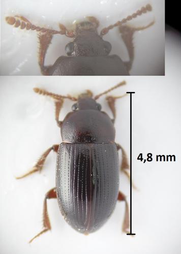 Agyrtes bicolor